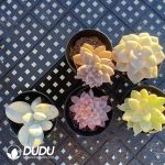 Echeveria 100pcs Set (5 varieties*20pcs)