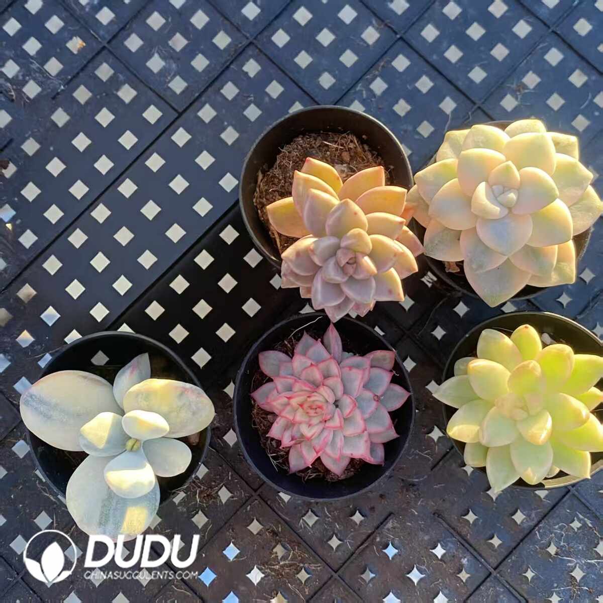 e201-1420.jpg Echeveria 100pcs Set (5 varieties*20pcs) - Image 1