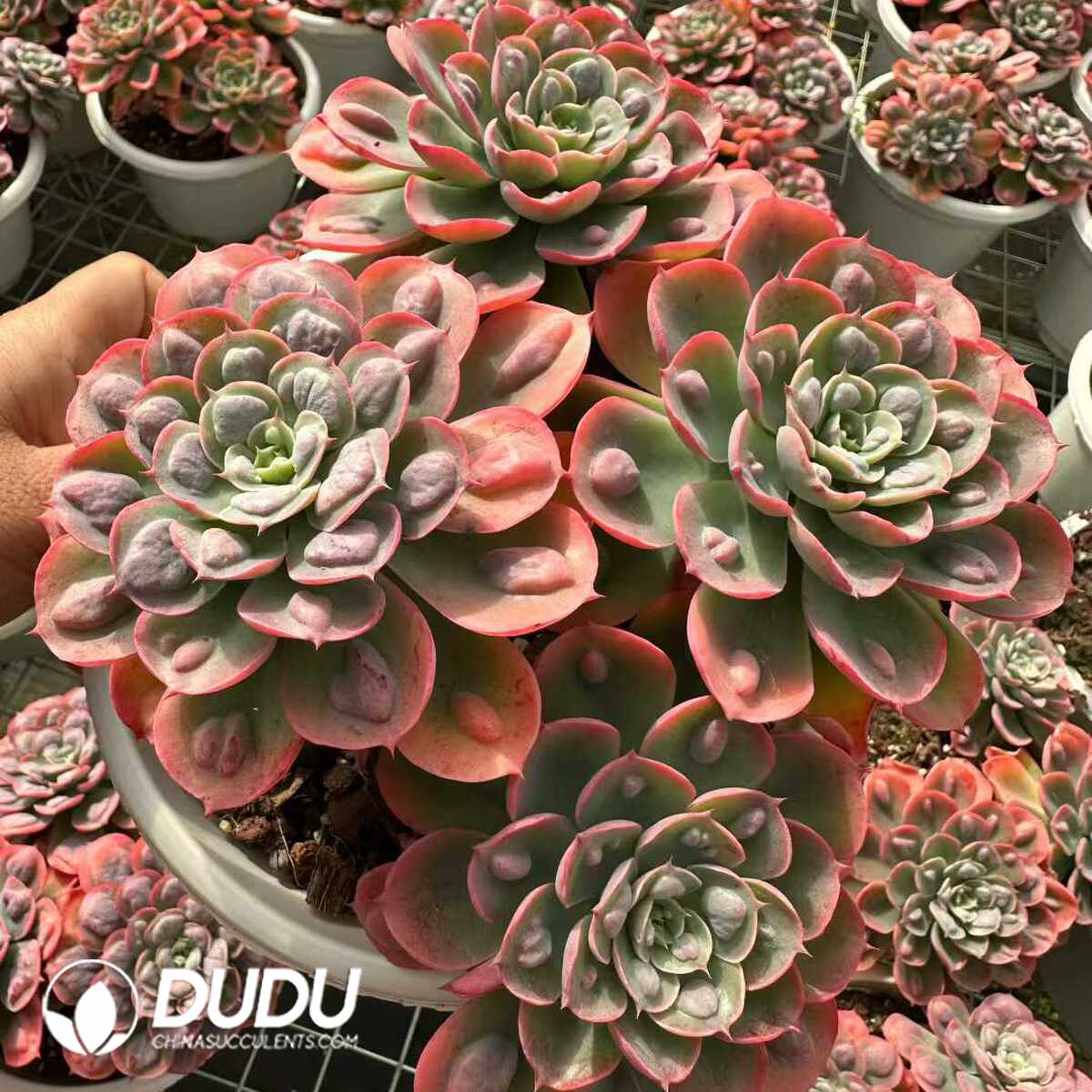 e201-1421.jpg Echeveria Rain Drops Clustering - Image 1