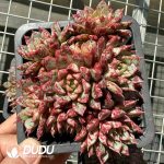 Echeveria Bloody Clustering
