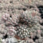 96pcs Pachyphytum Mingzhu Beauty Seedlings (2-5 Heads)