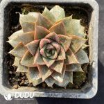 Echeveria Purpusorum