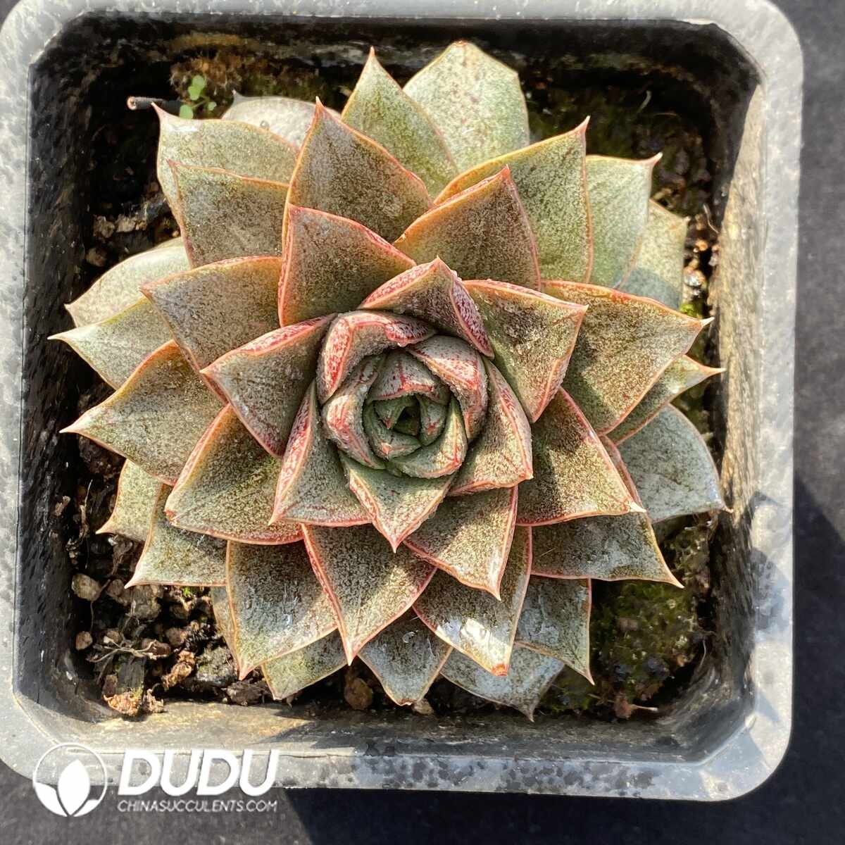 e201-1424.jpg Echeveria Purpusorum - Image 1