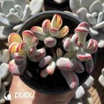 Cotyledon Orbiculata Variegated Clustering