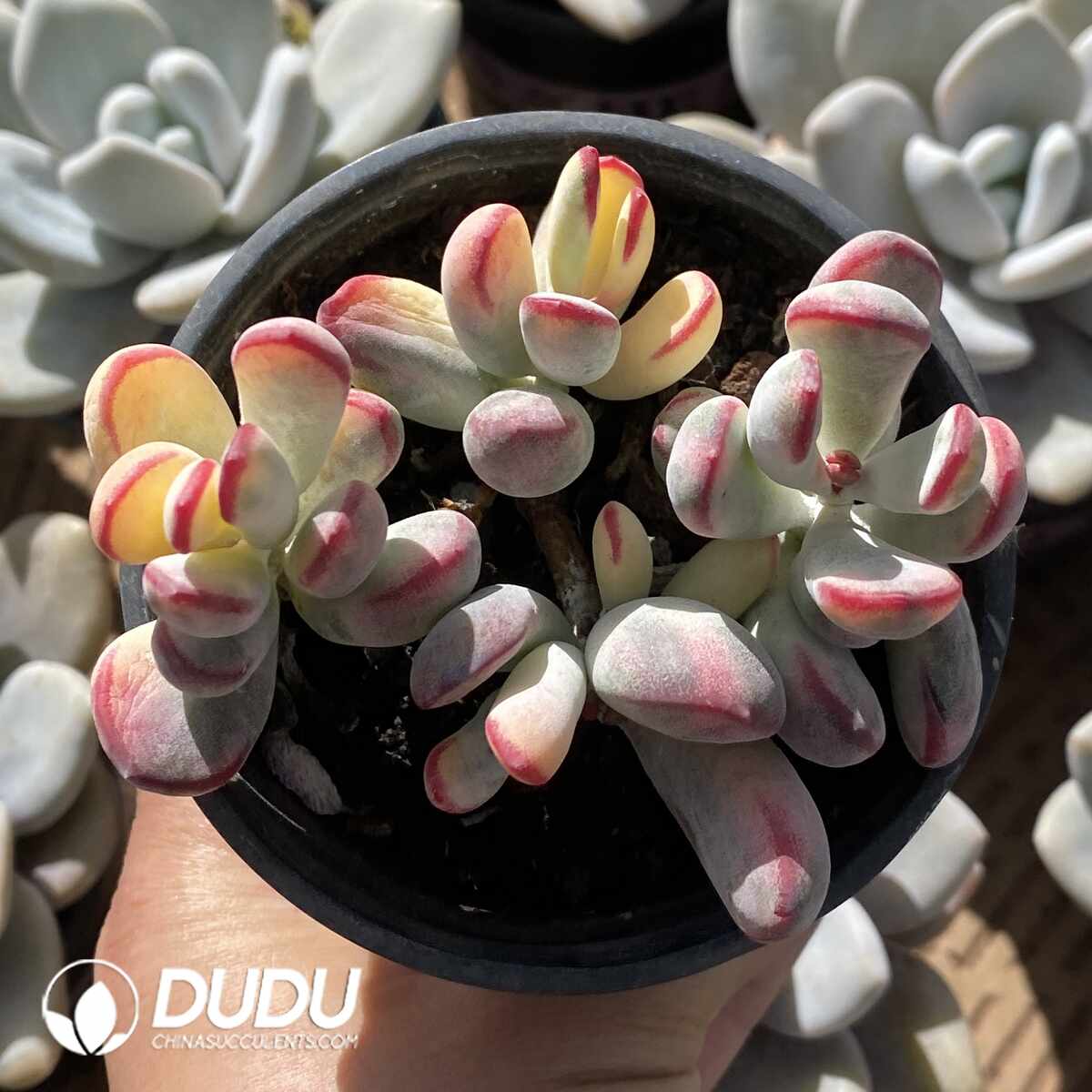 e201-1425.jpg Cotyledon Orbiculata Variegated Clustering - Image 1