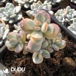 Cotyledon Orbiculata Oophylla Variegated Clustering