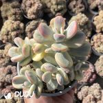 Cotyledon Orbiculata Oophylla Variegated Clustering