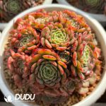Echeveria Candy Baby Clustering