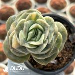 Echeveria Lovely Rose Clustering