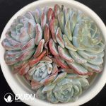 Echeveria Jade Butterfly Clustering