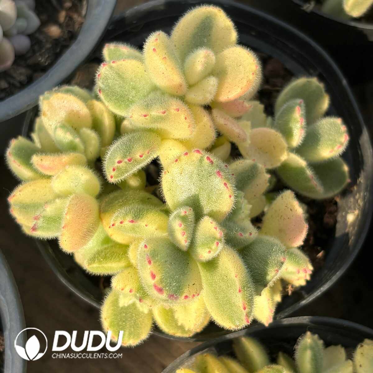 e201-1430.jpg Cotyledon Tomentosa Bears Paw White Variegated Clustering - Image 1