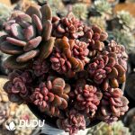 Echeveria Truffle Clustering