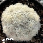 Mammillaria Plumosa