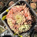 Echeveria Cuspidata var. Zaragozae Clustering