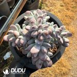 Cotyledon Orbiculata Oophylla Variegated Clustering