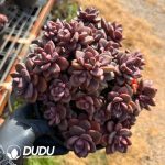 Echeveria Diana Clustering