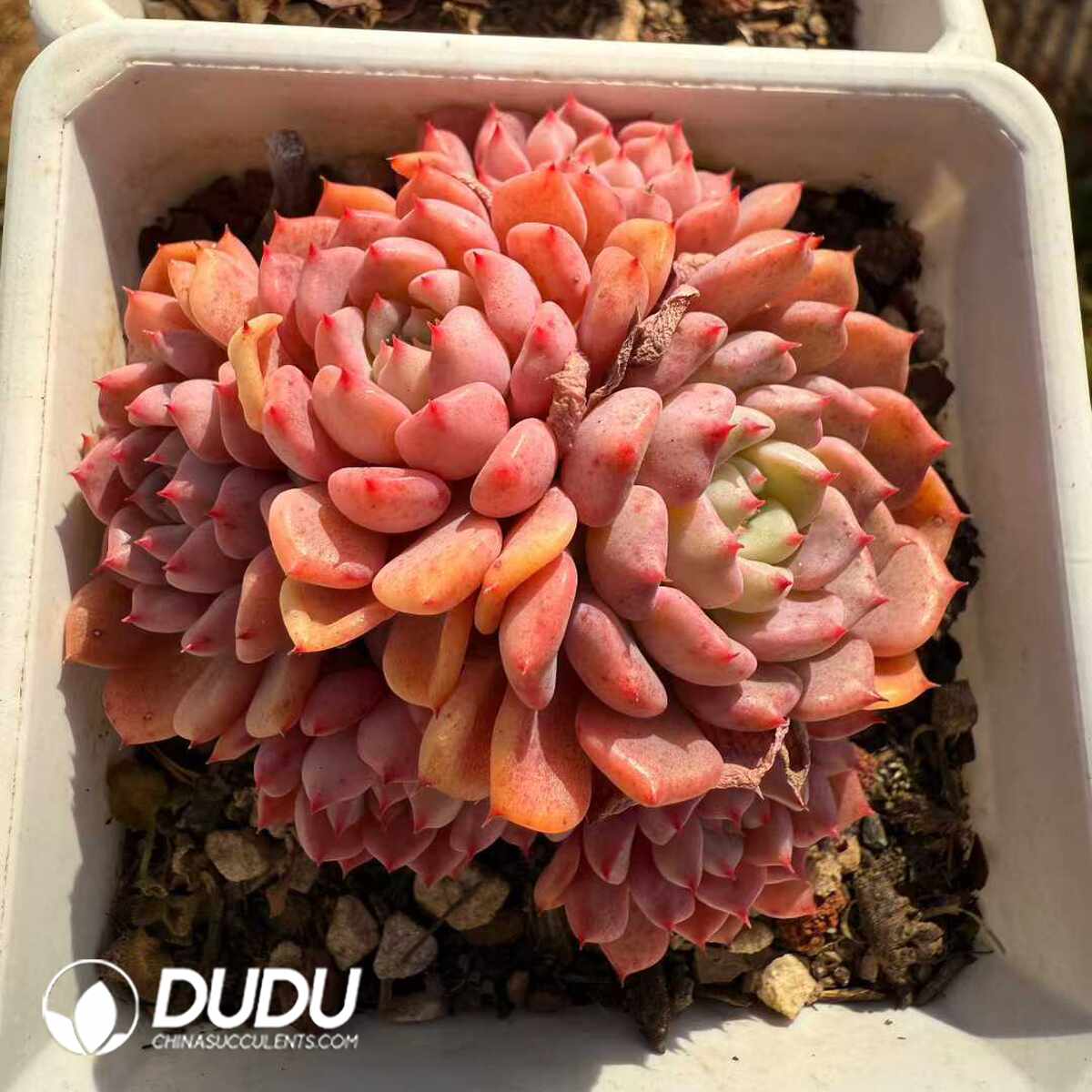 e201-1436.jpg Echeveria Red Sleeve Lady Clustering - Image 1