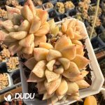 Echeveria Arzee Clustering