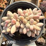 Graptopetalum Tangyuan Cristata