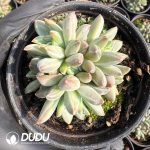 Pachyphytum Uralakara Clustering