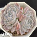 Echeveria Athena Double Heads