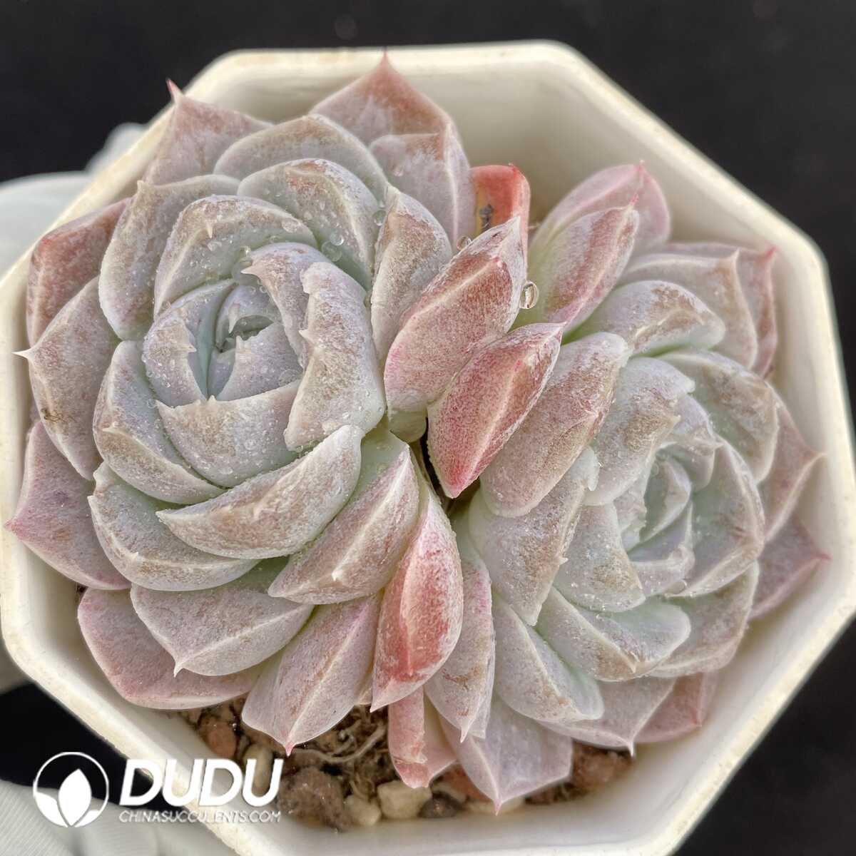 e201-144.jpg Echeveria Athena Double Heads - Image 1