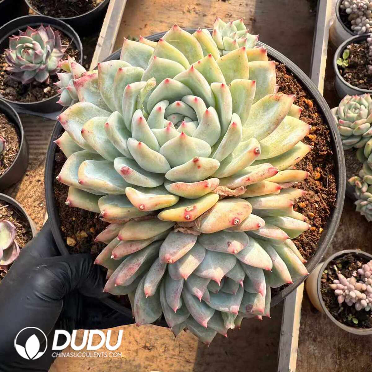 e201-1440.jpg Echeveria agavoides Wax Clustering - Image 1