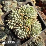 Echeveria Baiyi Clustering