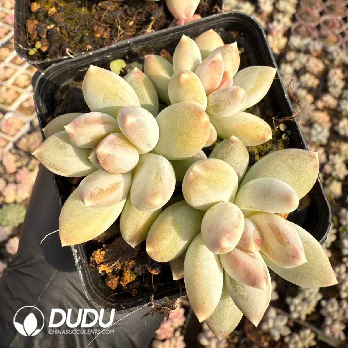 e201-1442.jpg Pachyphytum Star Clustering - Image 1