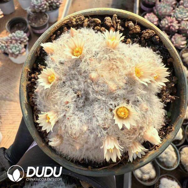 e201-1443.jpg Mammillaria plumosa - Image 1