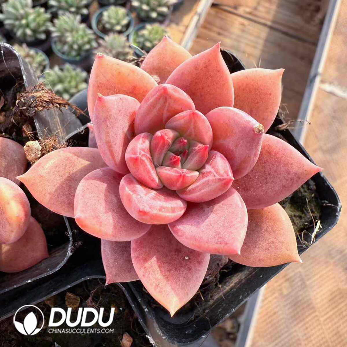 e201-1444.jpg Echeveria Red - Image 1