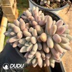 Pachyphytum Angel's Finger Clustering