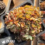 Echeveria Yangjin Cristata