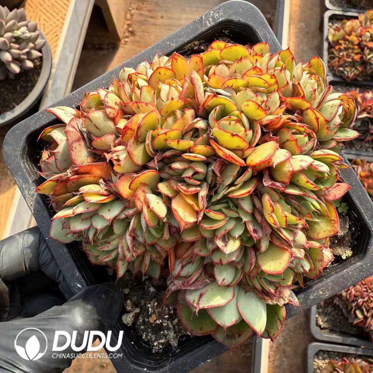 e201-1446.jpg Echeveria Yangjin Cristata - Image 1