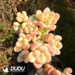 Sedum clavatum Clustering