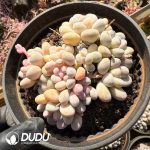 Pachyphytum Xiangyu Clustering