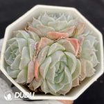 Echeveria Athena Clustering