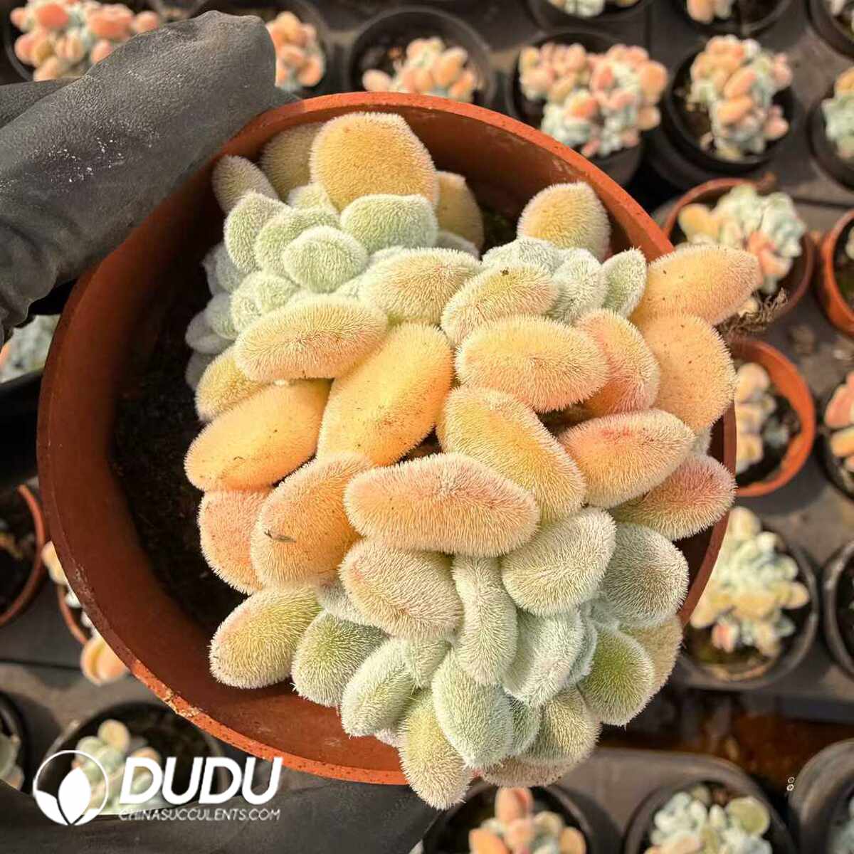 e201-1450.jpg Echeveria pulvinata Frosty Cristata - Image 1