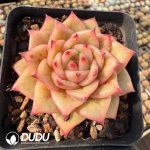 Echeveria Rose Variegated