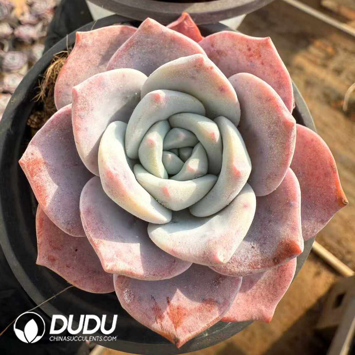 e201-1452.jpg Echeveria Cherry Snow - Image 1