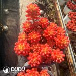 Sedum rubrotinctum Aurora