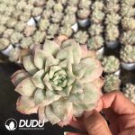 Echeveria Seersucker Dress Clustering