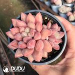 Pachyphytum Pink Poppy