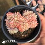 Echeveria Hani Cristata