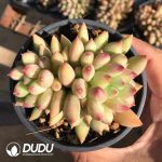 Pachyphytum Yan Zi Double Heads