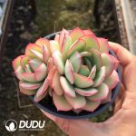 Echeveria Peony Pavilion Double Heads