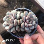 Echeveria Grape Double Heads
