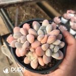 Pachyphytum Xiang Yu
