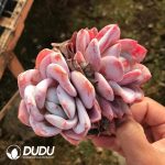 Echeveria Dream Snow Double Heads