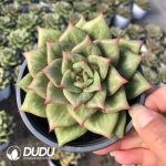 Echeveria Rose